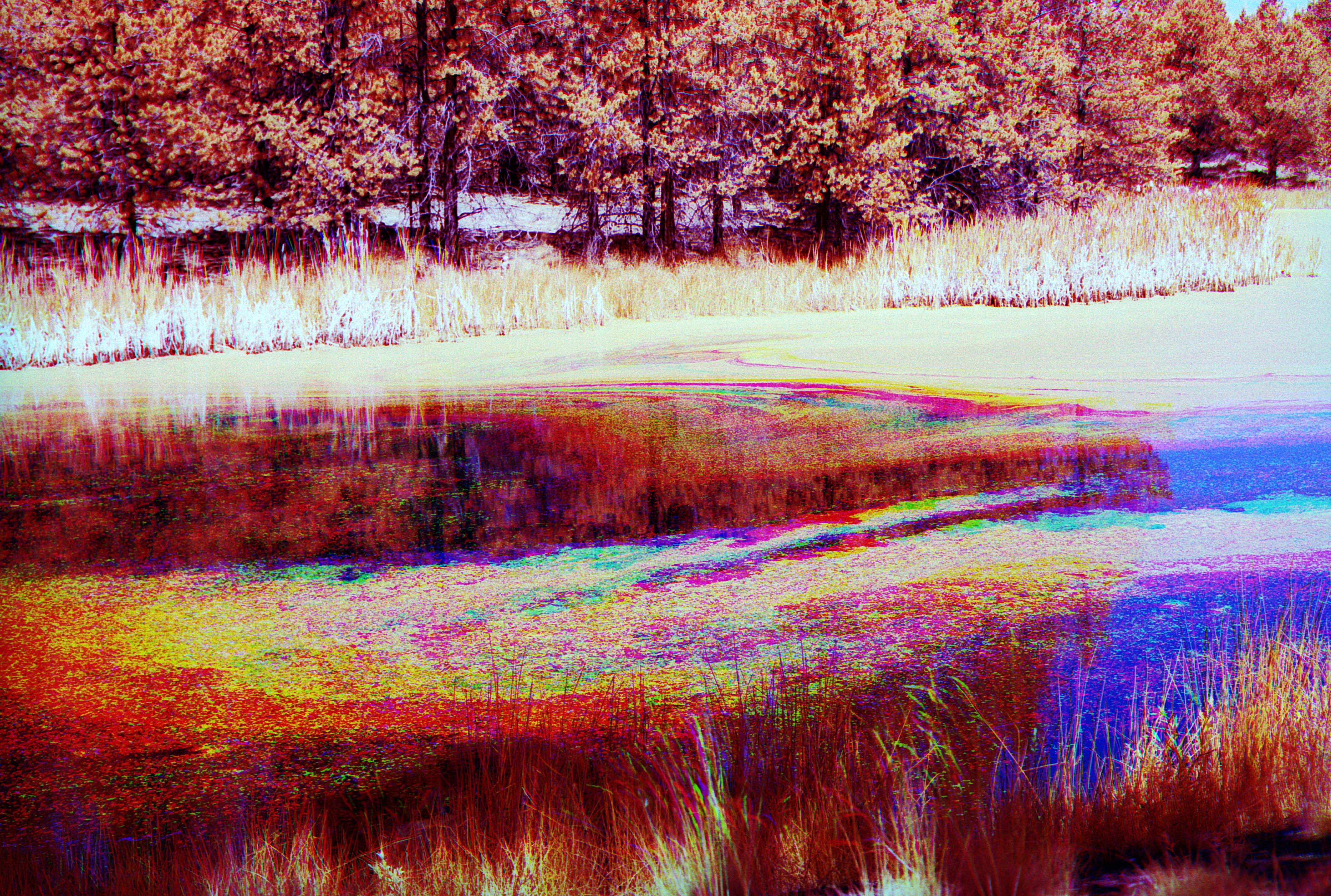 Photo of a river with bright moss floating in it. The moss changes color throughout.