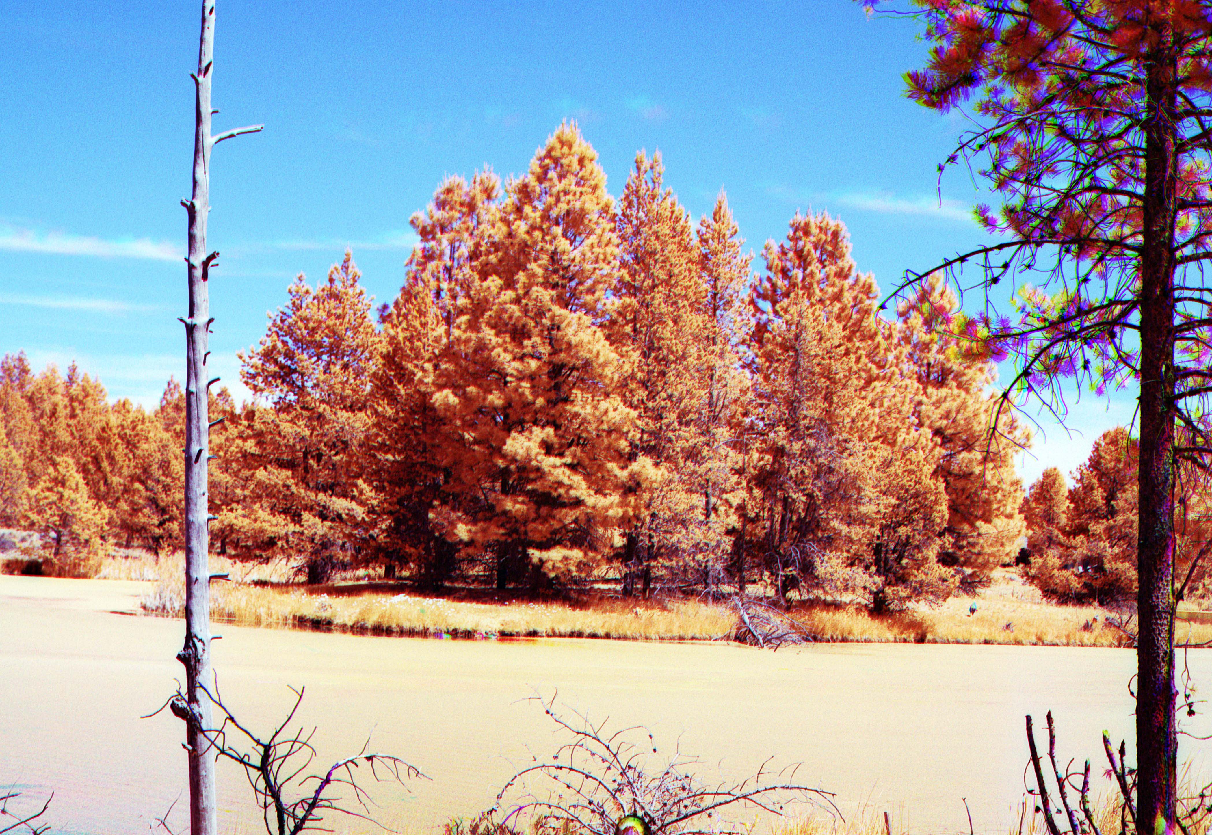 Photo of an island across a river. The river and foliage on the island is orange.