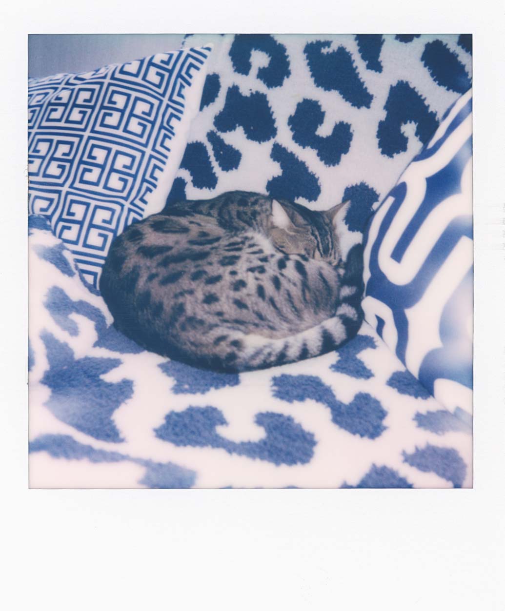 Polariod of a cat sleeping on a blue and white patterned couch.