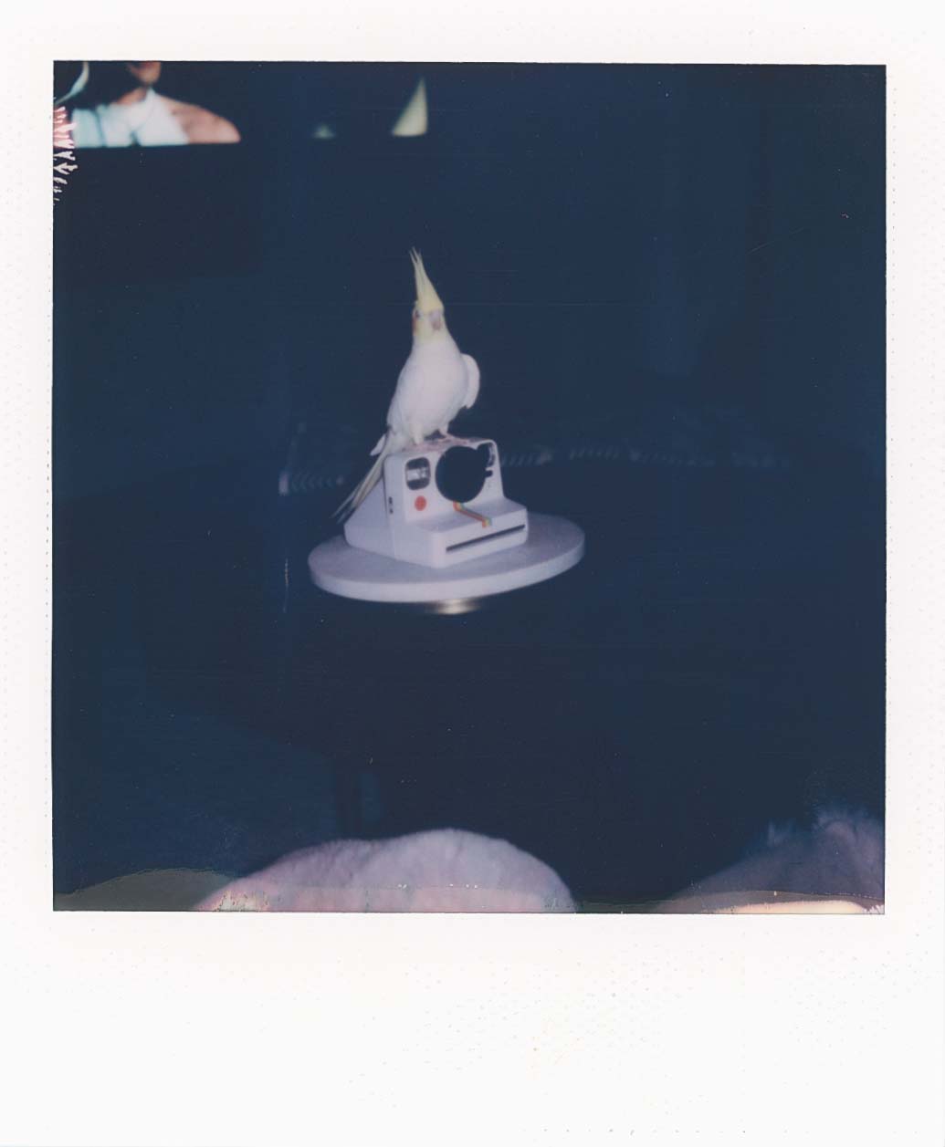 Polariod of a cockatiel on top of a polariod camera